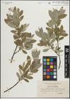 Foto von Salix glauca L. x Salix phylicifolia L.